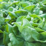 Buttersalat - Zutaten für Green Smoothie Green Smoothie Detox Zutaten