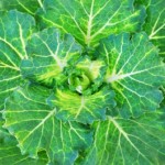 Green Smoothies – 3 Empfehlungen für die Zubereitung